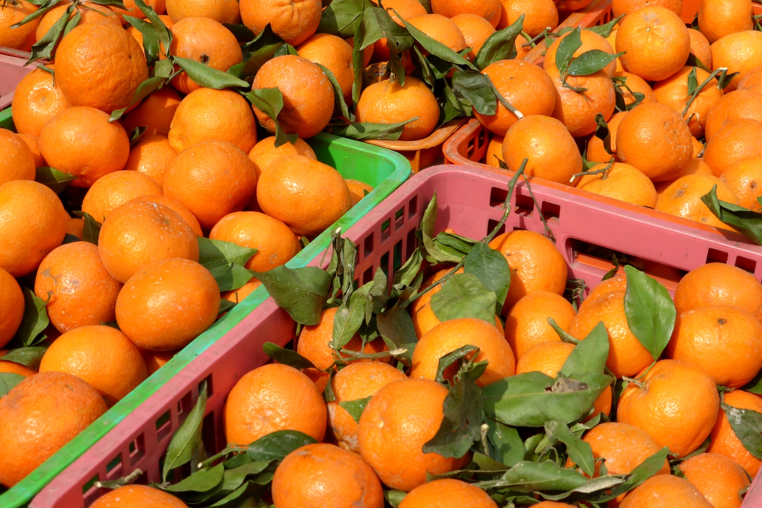 Orangen, Israel