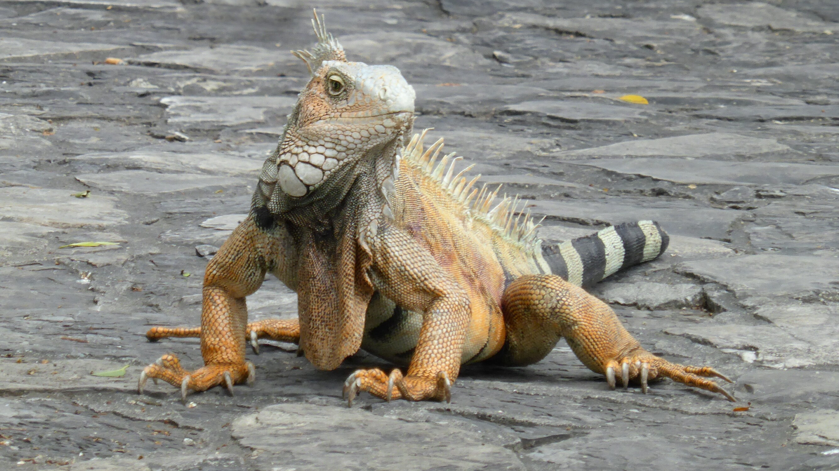 Leguan in Guayaquil, Ecuador