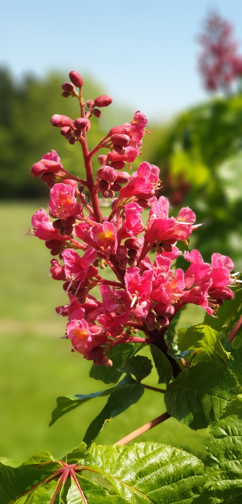 Blüte, Botanischer Garten Hamburg