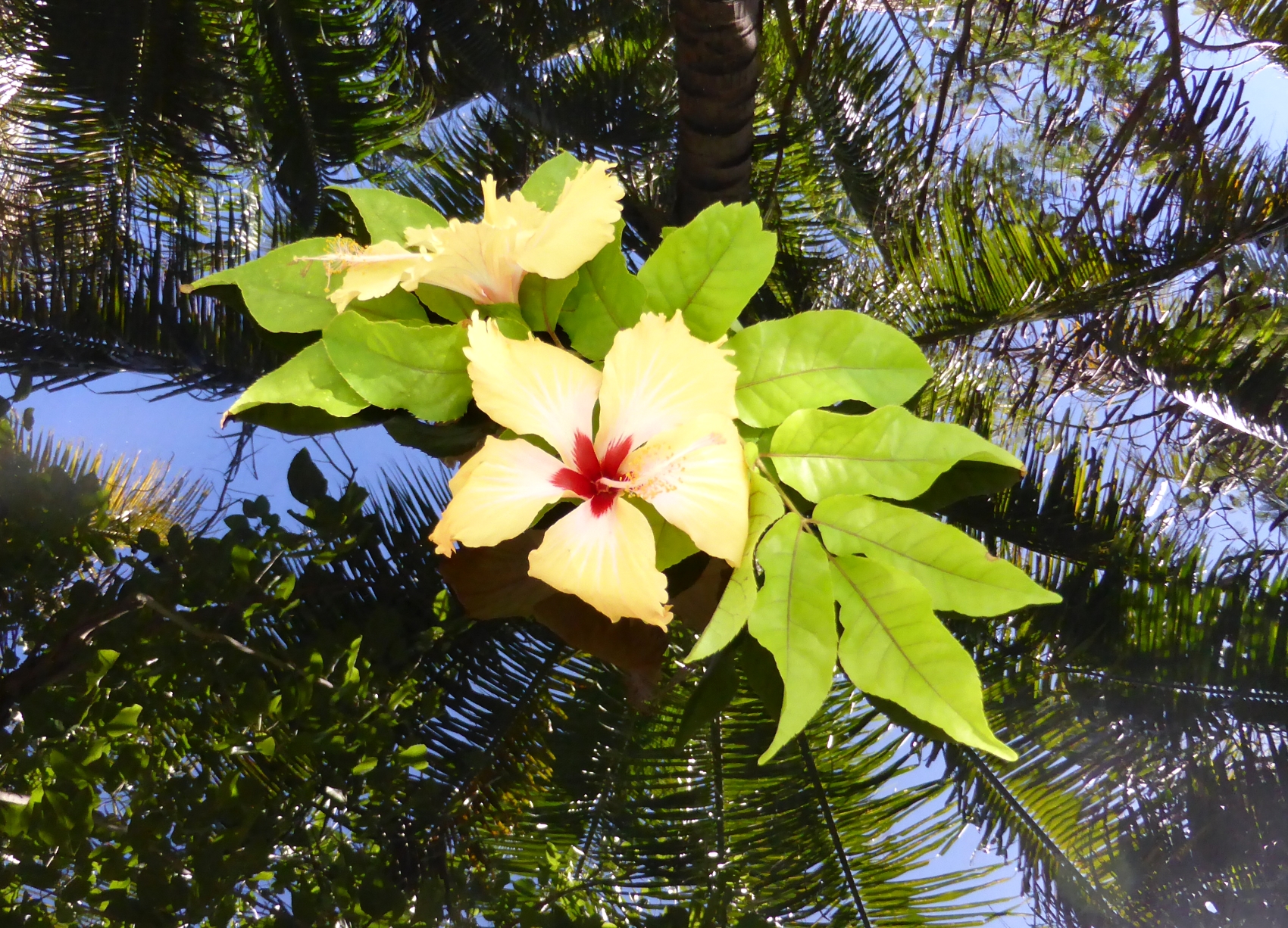 Blüte, Fidschi