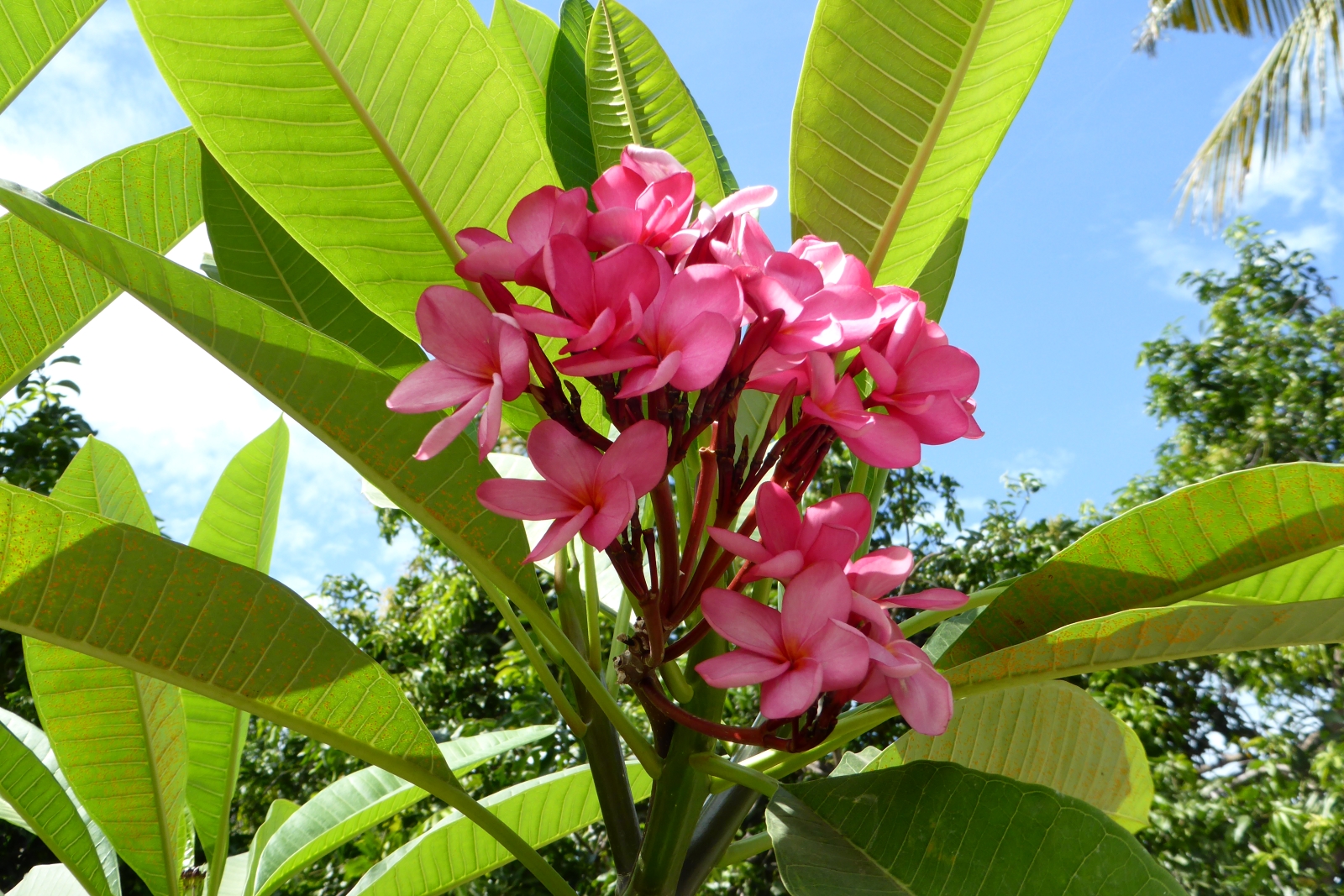 Blüte, Gili Air/Lombok