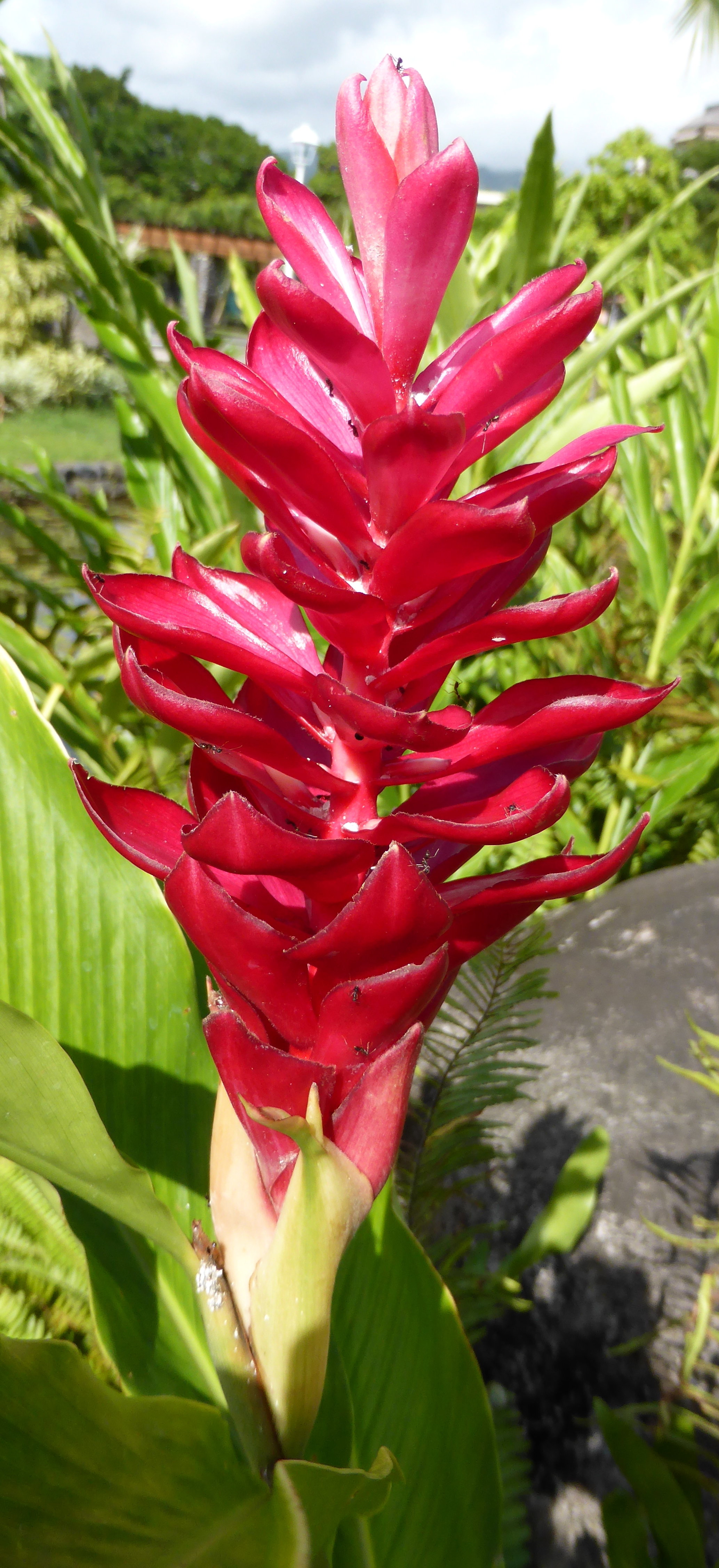 Blüte, Tahiti