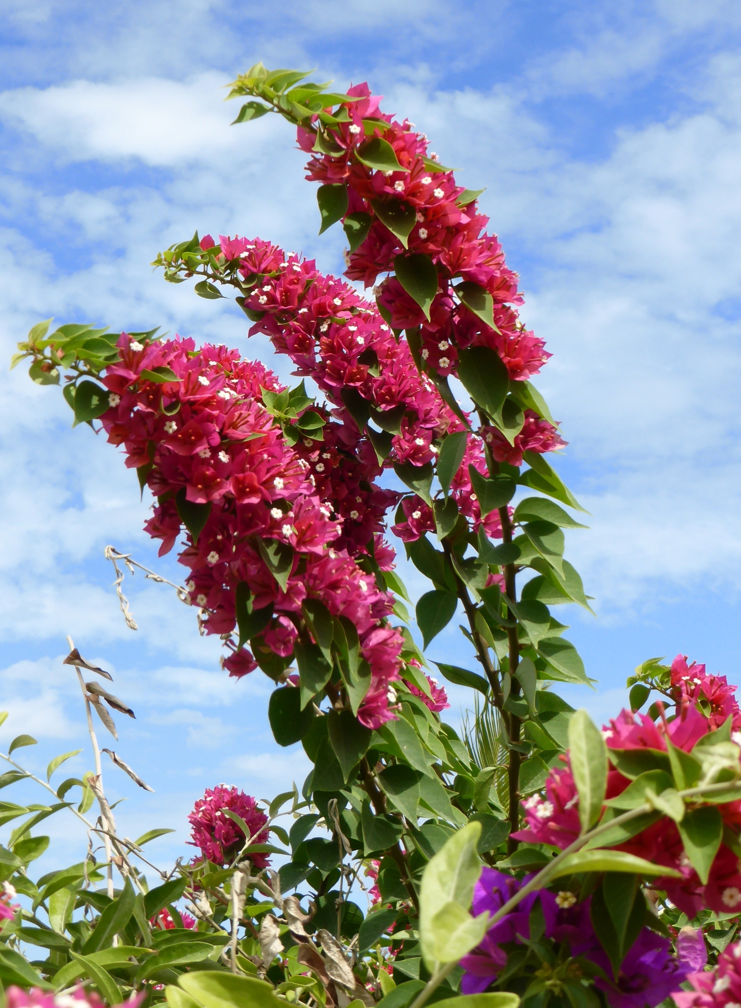 Blüte, Gili Air/Lombok