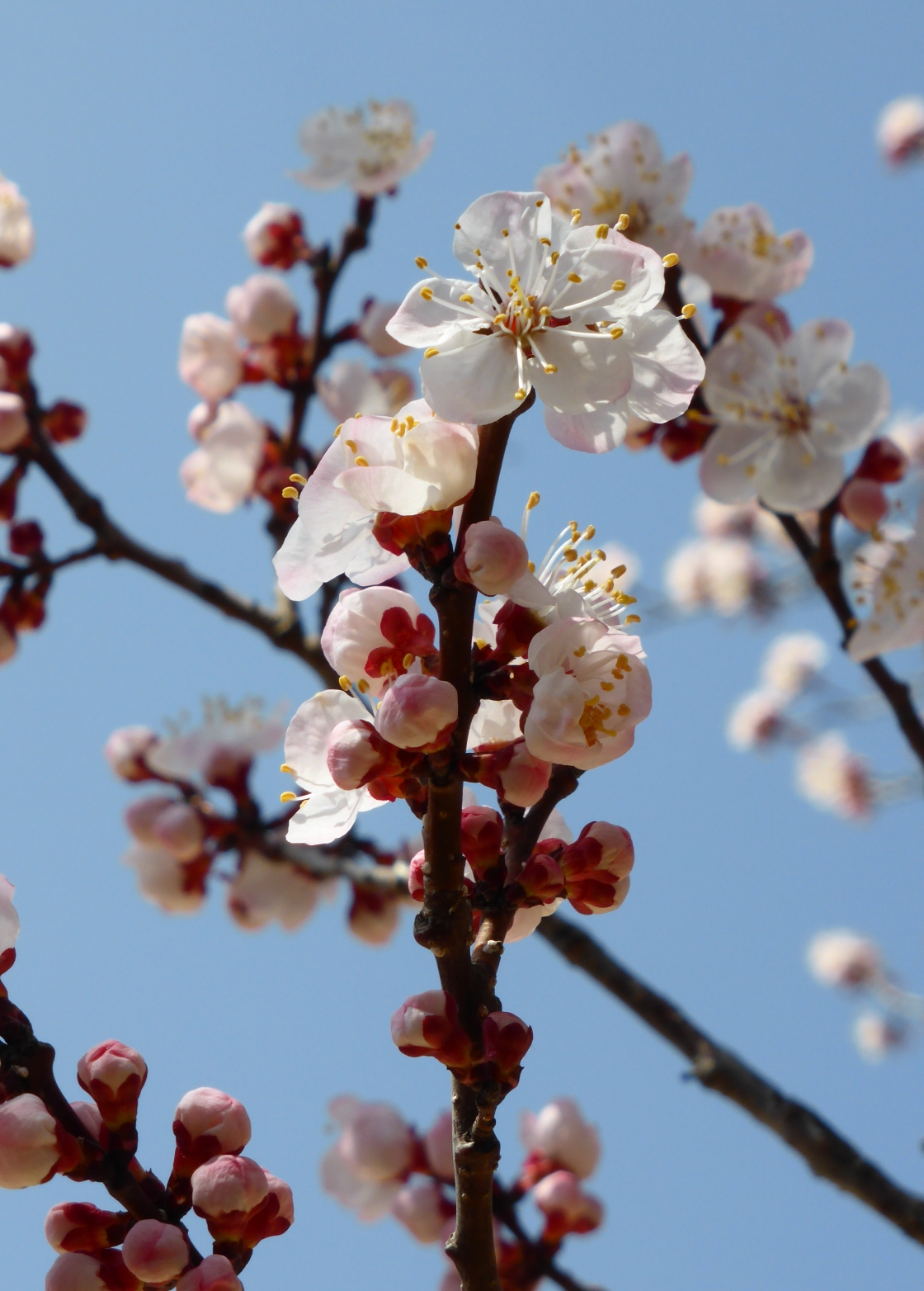 Kirschblüte, Südkorea