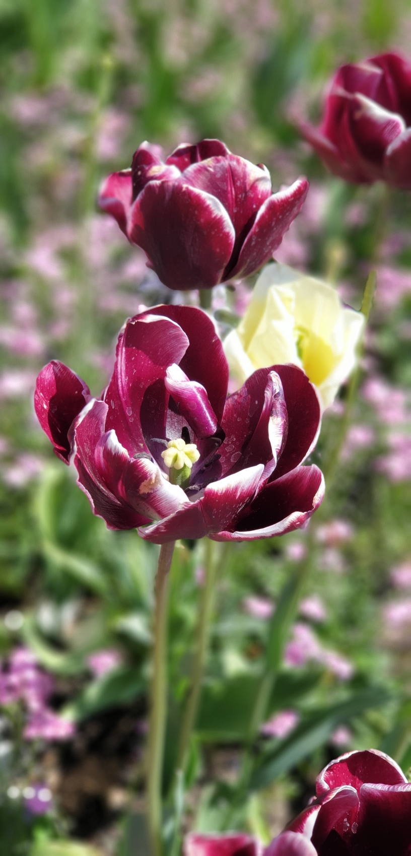 Blüte, Botanischer Garten Hamburg