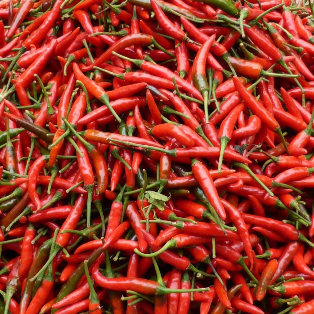 rote Chili-Schoten, Vietnam