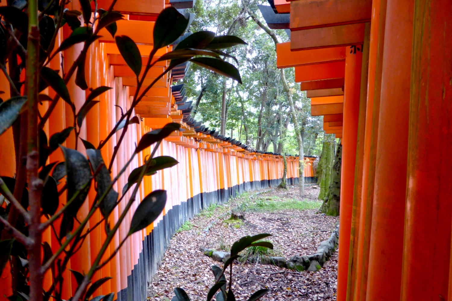 Fushimi Inari-Taisha Schrein, Kyoto/Japan