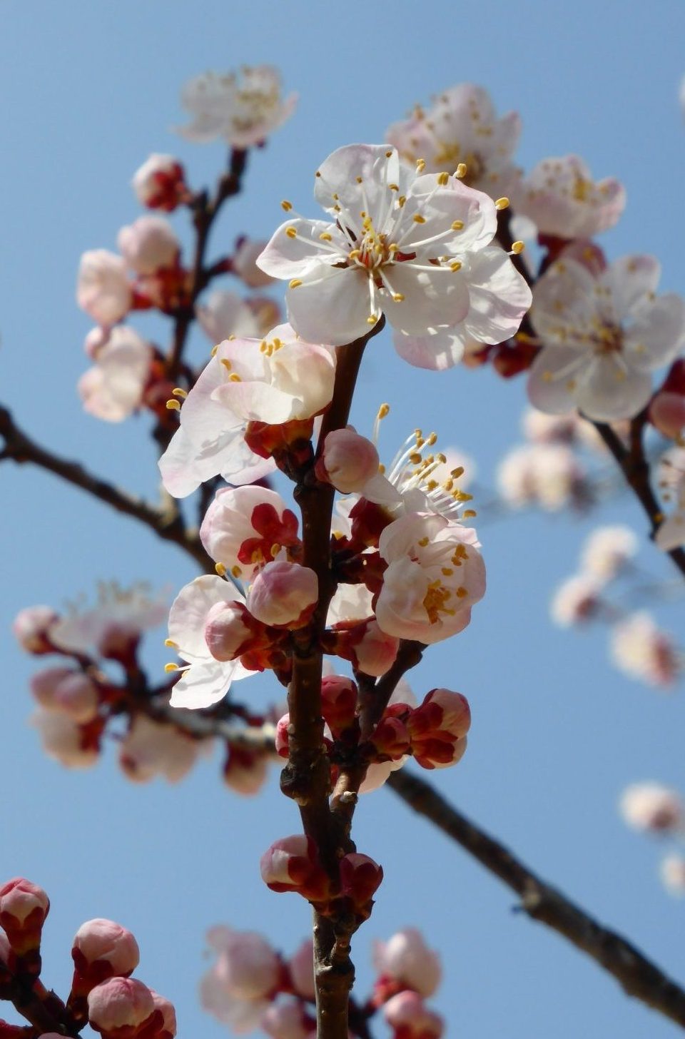Kirschblüte, Südkorea